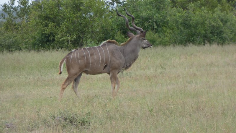 Kudu mit Madenhacker.jpg